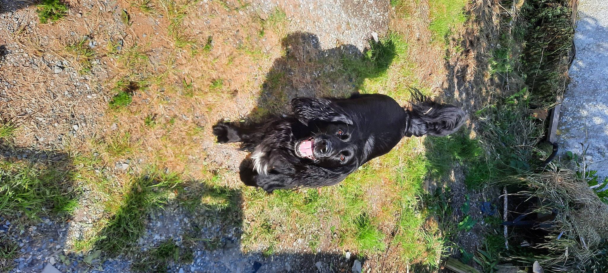 Hercule participe au concours pour gagner de l'argent avec cette photo : adventure, bovine, canidae, carnivore, companion_dog, dog, dog_breed, grass, grassland, guard_dog, plant, recreation, rock, shrubland, soil, sporting_group, tail, terrestrial_animal, tree, working_animal