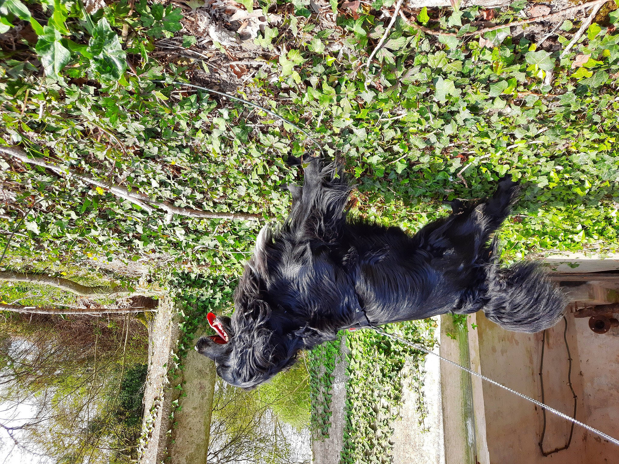 Hercule participe au concours pour gagner de l'argent avec cette photo : art, canidae, carnivore, dog, dog_breed, felidae, fur, grass, groundcover, guard_dog, plant, schnauzer, shrub, sporting_group, tail, terrier, trunk, water, water_dog, working_animal