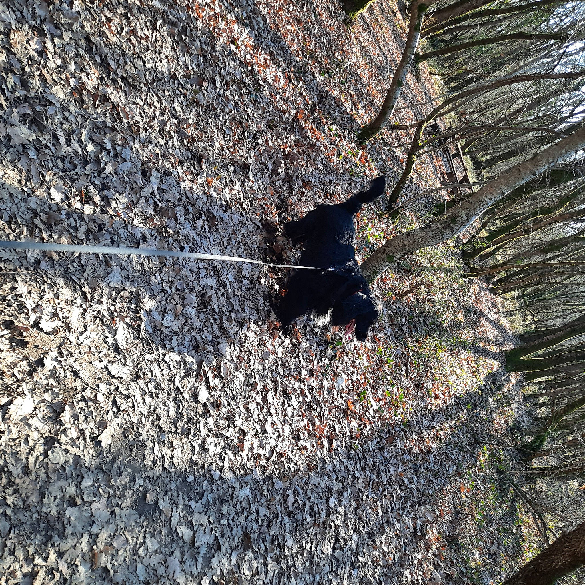 Hercule a rejoint le concours — aidez-le/la à gagner de superbes lots ! asphalt, automotive_tire, bedrock, circle, deciduous, grass, landscape, plant, road_surface, rock, shadow, soil, tail, tar, terrestrial_animal, tints_and_shades, tree, trunk, twig, wood