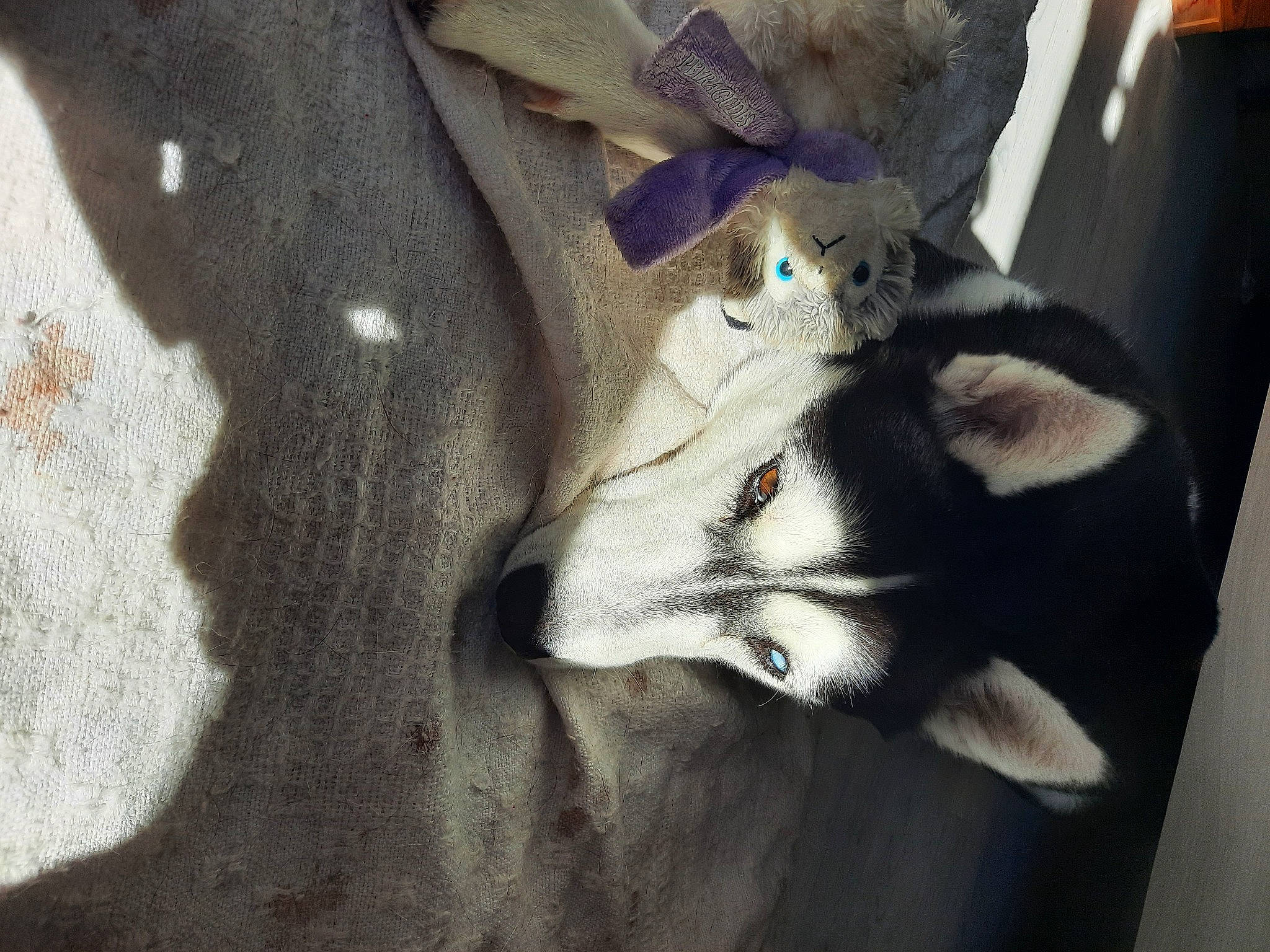 Laïka participe au concours pour gagner de l'argent avec cette photo : carnivore, cat, claw, comfort, domestic_short_haired_cat, fawn, felidae, fur, grey, human_leg, linens, paw, shadow, small_to_medium_sized_cats, tail, whiskers, wood