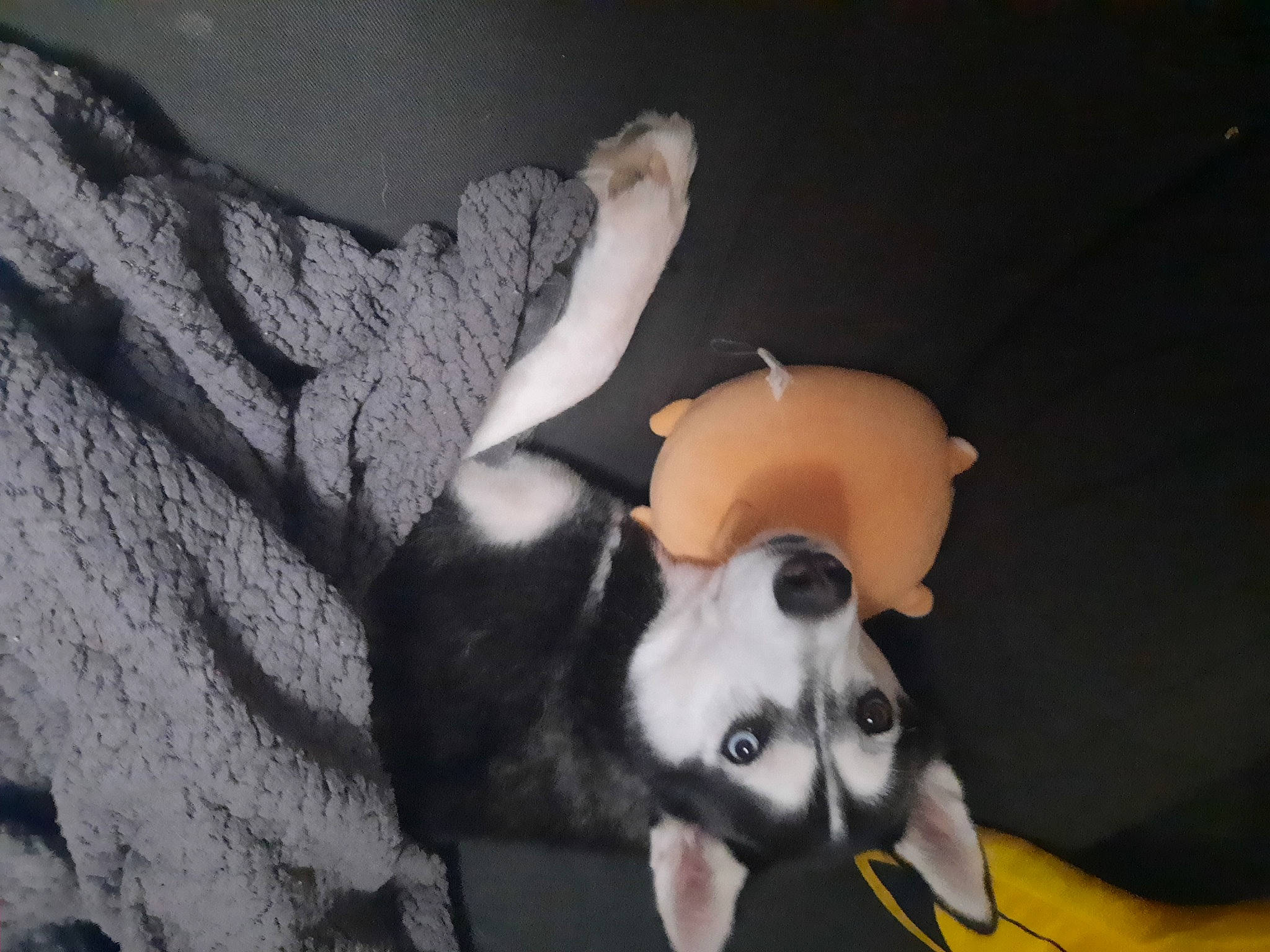 Laïka a rejoint le concours — aidez-le/la à gagner de superbes lots ! animation, bone, canidae, carnivore, companion_dog, darkness, dog_breed, eye, fawn, fictional_character, flash_photography, fur, jaw, panda, plant, snout, still_life_photography, tail, toy, whiskers