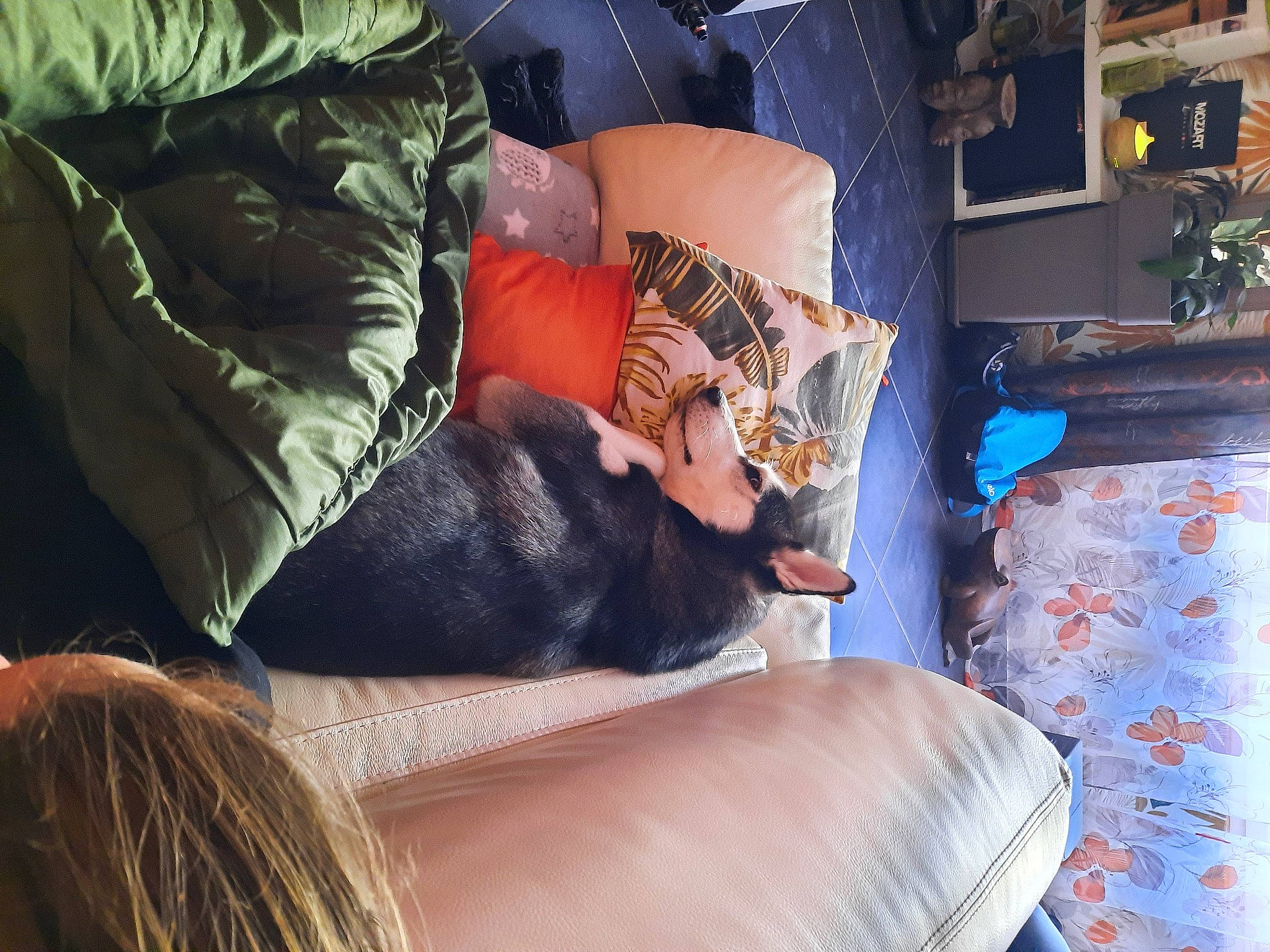 Laïka participe au concours pour gagner de l'argent avec cette photo : carnivore, comfort, companion_dog, couch, dog, dog_breed, felidae, furniture, house, houseplant, human_leg, leg, living_room, mammal, picture_frame, studio_couch, textile, thigh, tints_and_shades, wood