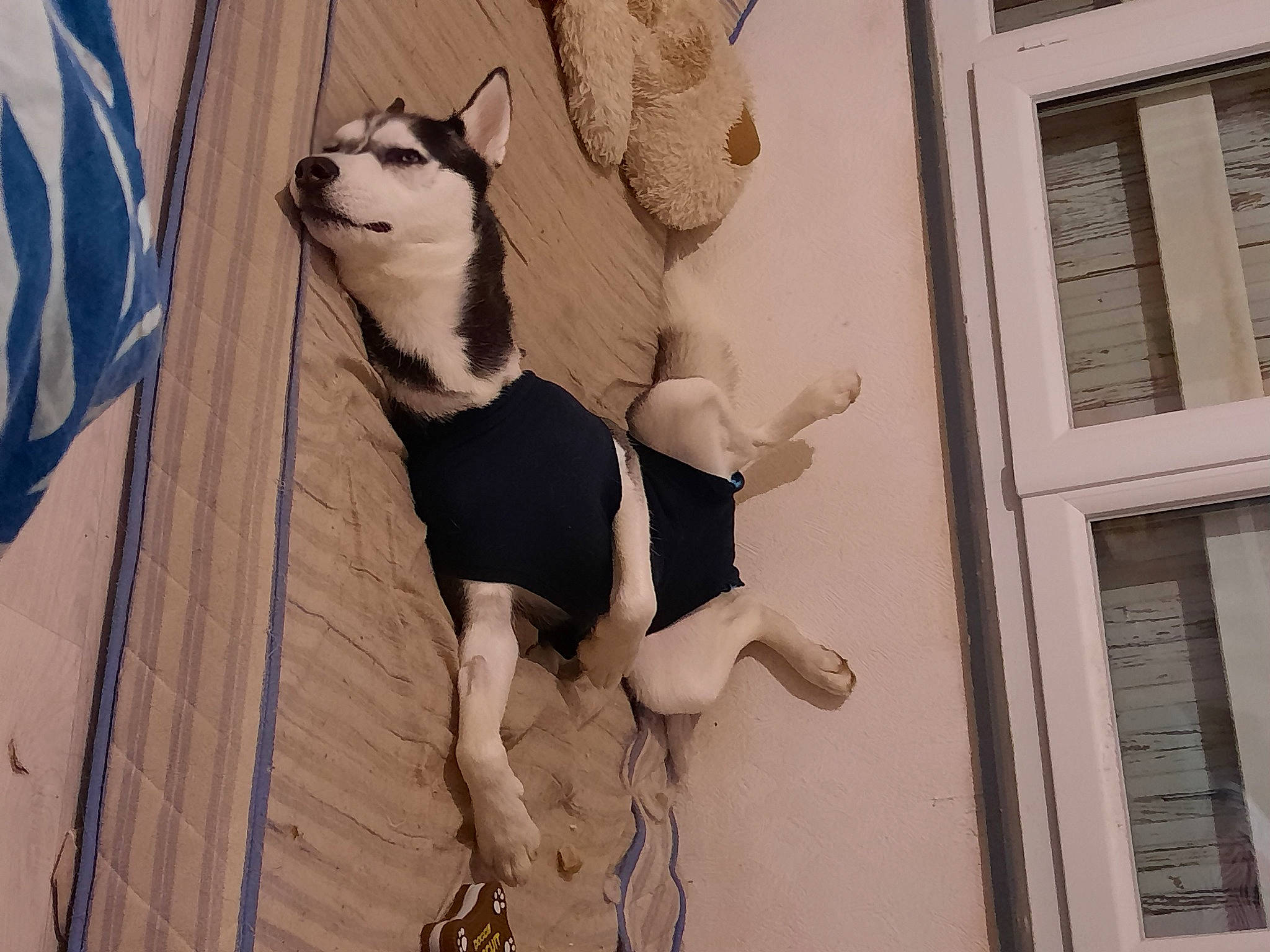 Laïka participe au concours pour gagner de l'argent avec cette photo : adventure, building, facade, fawn, felidae, fictional_character, fur, human_leg, knee, leg, room, small_to_medium_sized_cats, snout, stuffed_toy, tail, thigh, toy, visual_arts, window, wood