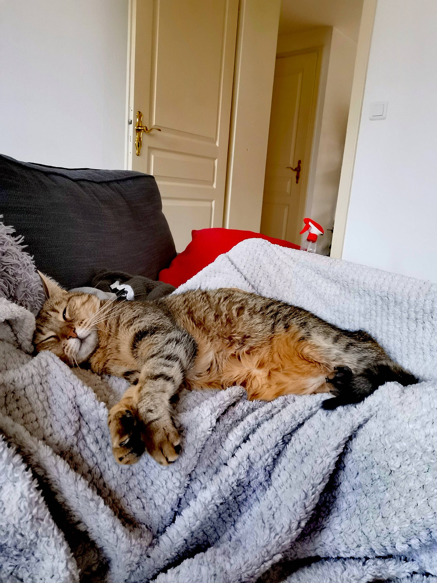 Jipsy participe au concours pour gagner de l'argent avec cette photo : bed, bed_sheet, bedding, carnivore, cat, comfort, door, felidae, fur, home, home_door, interior_design, linens, nap, room, sleep, small_to_medium_sized_cats, terrestrial_animal, vertebrate, whiskers