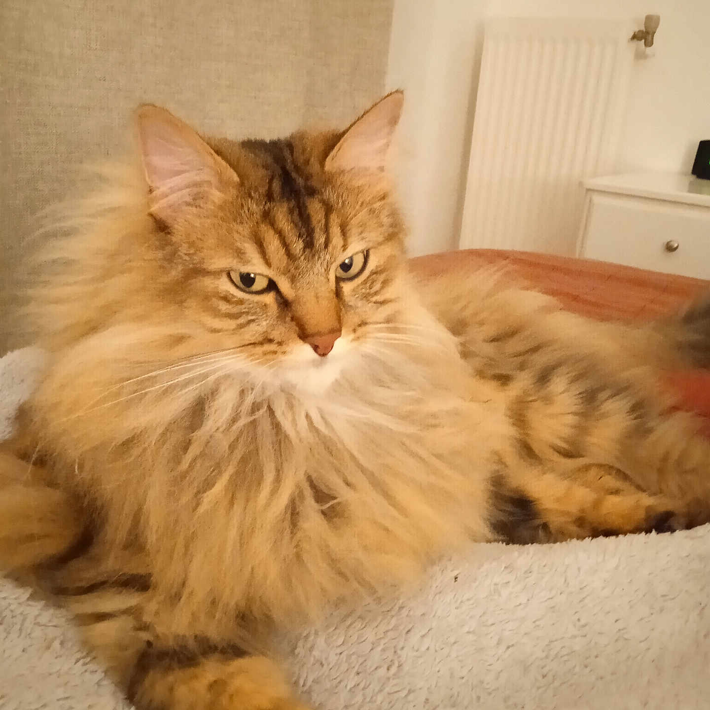 Tigrou participe au concours pour gagner de l'argent avec cette photo : animal, bedside_table, blanket, cat, cozy, cute, domestic, ears, fluffy_fur, fur, furniture, indoor, mammal, paw, pet, radiator, relaxed, resting, tabby_cat, whiskers