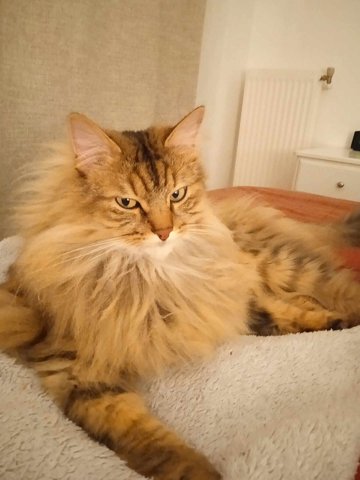 Tigrou participe au concours pour gagner de l'argent avec cette photo : cat, tabby_cat, fluffy_fur, pet, indoor, blanket, furniture, radiator, bedside_table, relaxed, resting, cozy, animal, whiskers, ears, paw, fur, mammal, domestic, cute