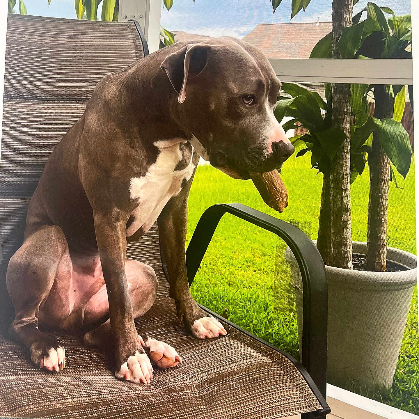 George joined the competition — help win amazing prizes! animal, bulldog, canine, chair, dog, furniture, grass, indoors, interiordesign, nature, outdoors, pet, pitbull, plant, pointer, pottedplant, puppy, summer, tree, wood