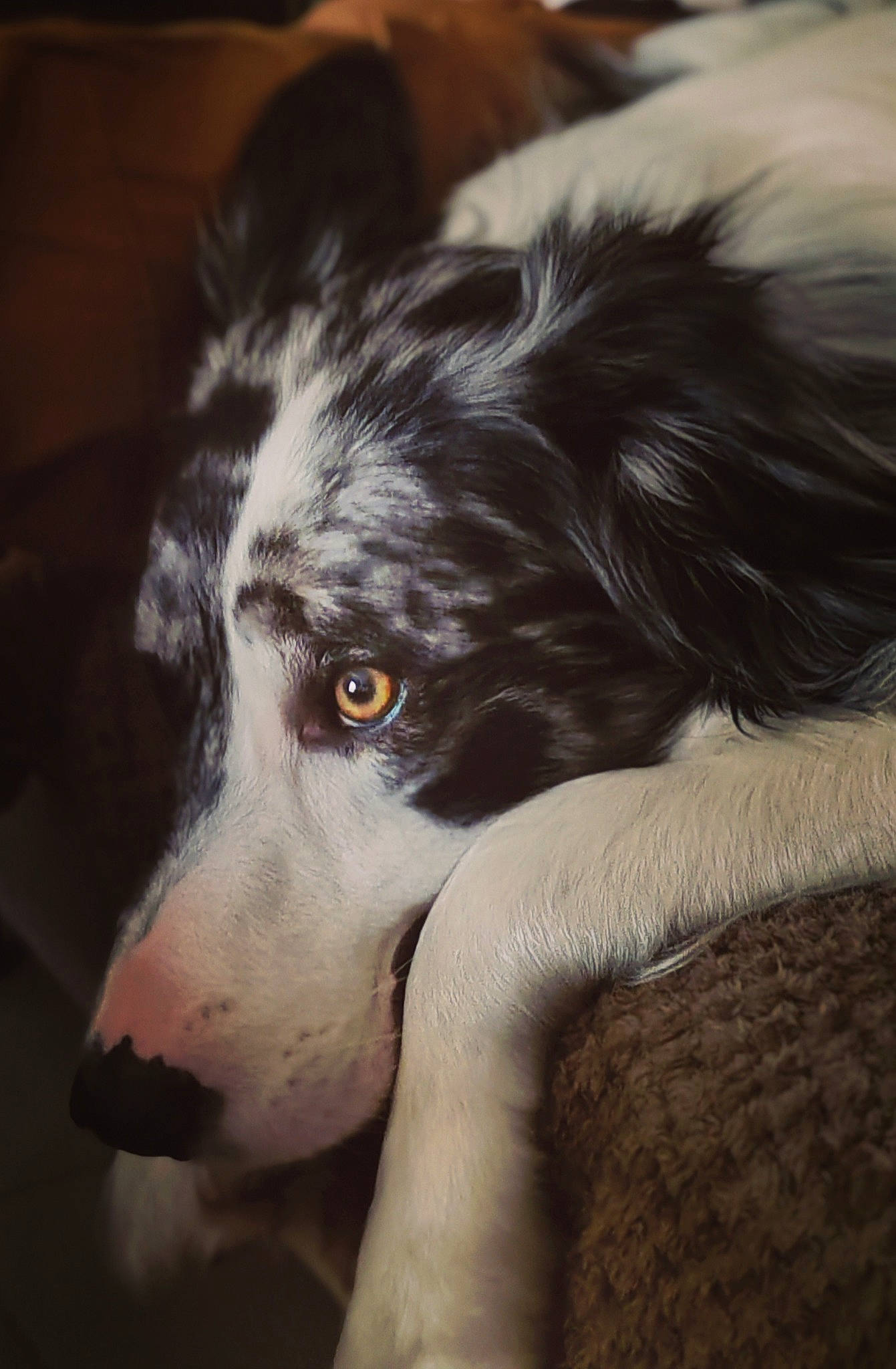 Togo a rejoint le concours — aidez-le/la à gagner de superbes lots ! ancient_dog_breeds, borador, border_collie, canidae, carnivore, cloud, companion_dog, dog, dog_breed, fur, guard_dog, herding_dog, sky, snout, sporting_group, terrestrial_animal, whiskers, working_animal, working_dog