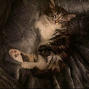 Dumass is registered to the contest to win money with this photo: abyssinian, angora, animal, blanket, cat, chair, couch, furniture, kitten, manx, person, pet, quilt, sleeping