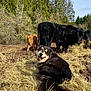 Moose joined the competition — help win amazing prizes! dog, cow, calf, hay, grass, farm, outdoor, animal, smiling_dog, nature, trees, blue_sky, rural, livestock, herd, happy, resting, sunny, field, pasture