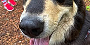 Moose joined the competition — help win amazing prizes! dog, glasses, tongue, outdoor, forest, stripes, red_shoes, socks, happy, pet, canine, costume, closeup, animal, nature, person, walking, funny, cute, portrait