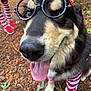 dog, glasses, tongue, outdoor, forest, stripes, red_shoes, socks, happy, pet, canine, costume, closeup, animal, nature, person, walking, funny, cute, portrait