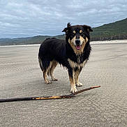 Moose is registered to the contest to win money with this photo: dog, beach, sand, stick, outdoor, cloudy_sky, forest, mountains, muddy, animal, pet, canine, nature, playful, standing, landscape, happy, tongue_out, fur, daytime
