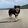 dog, beach, sand, stick, outdoor, cloudy_sky, forest, mountains, muddy, animal, pet, canine, nature, playful, standing, landscape, happy, tongue_out, fur, daytime