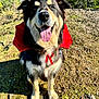Moose joined the competition — help win amazing prizes! dog, canine, cape, red_cape, outdoor, sunlight, grass, trees, happy, tongue_out, pet, costume, nature, animal, mammal, fur, portrait, standing, daytime, smiling