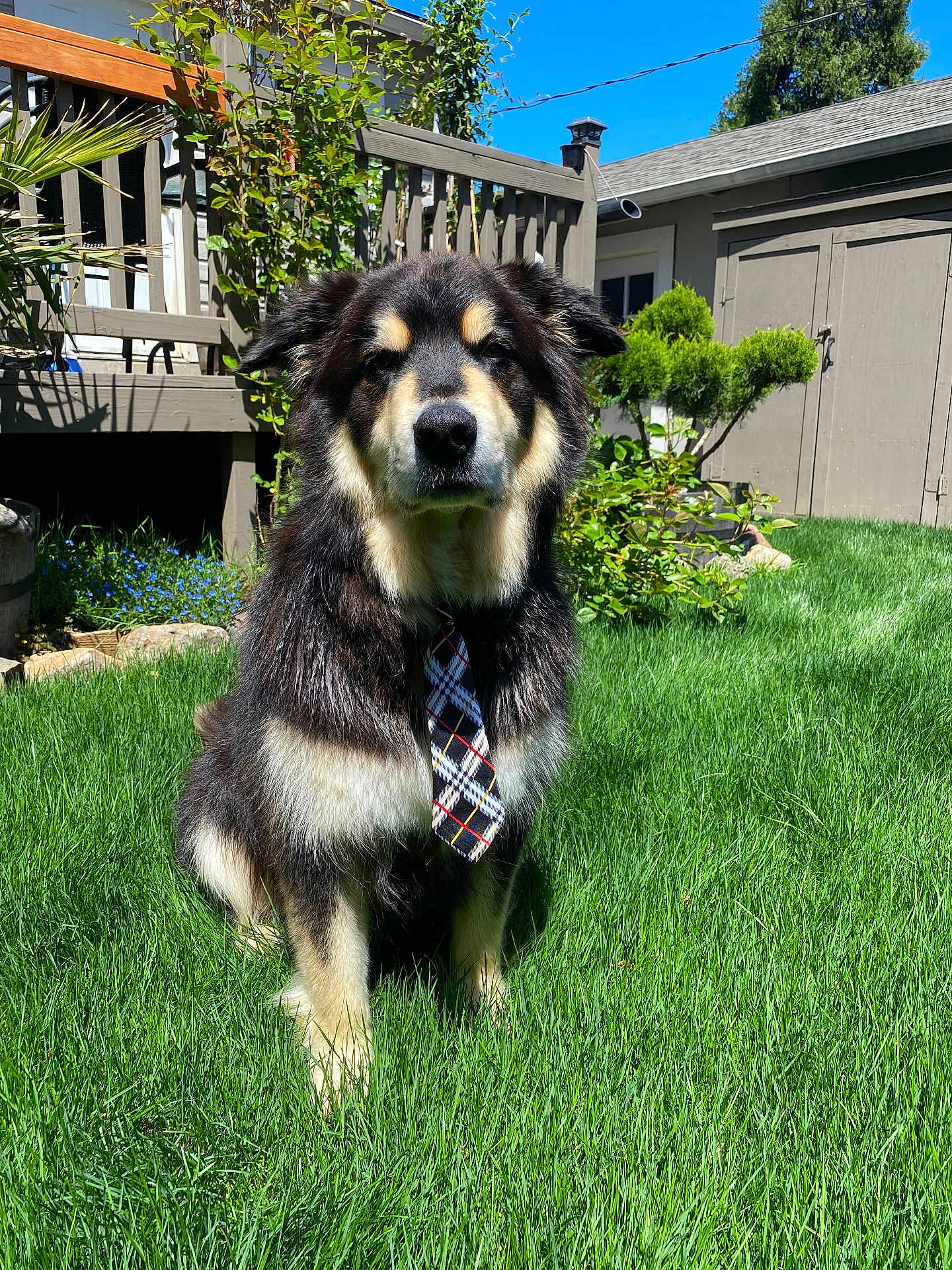 Moose joined the competition — help win amazing prizes! dog, tie, grass, outdoor, sunny, backyard, plant, bush, wooden_fence, flower, greenery, pet, canine, fur, portrait, sitting, daytime, nature, garden, animal