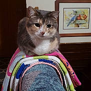 Ash is registered to the contest to win money with this photo: cat, towels, indoor, furniture, couch, stack, colorful, animal, pet, portrait, resting, calm, domestic, feline, home, decor, artwork, flag, wall, relaxed