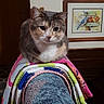 cat, towels, indoor, furniture, couch, stack, colorful, animal, pet, portrait, resting, calm, domestic, feline, home, decor, artwork, flag, wall, relaxed