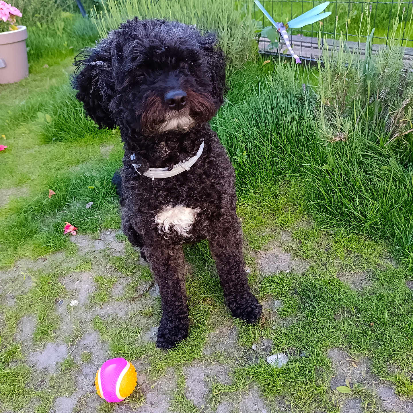 Praline a rejoint le concours — aidez-le/la à gagner de superbes lots ! animal, backyard, ball, canine, dog, grass, nature, outdoors, person, pet, plant, poodle, puppy, soil, sphere, sport, summer, tennis, tennisball, yard
