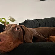 Draco Malfoy is registered to the contest to win money with this photo: dog, brown_dog, couch, indoor, pet, canine, resting, close_up, plant, green_plant, black_couch, fur, ears, nose, relaxed, animal, living_room, portrait, laying_down, head_resting