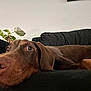 dog, brown_dog, couch, indoor, pet, canine, resting, close_up, plant, green_plant, black_couch, fur, ears, nose, relaxed, animal, living_room, portrait, laying_down, head_resting