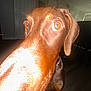 Draco Malfoy is registered to the contest to win money with this photo: dog, brown_dog, close_up, indoor, flash, pet, animal, curious, canine, snout, ears, bright_eyes, house, floor, door, collar, shadow, portrait, domestic, companion