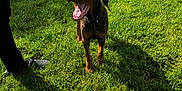 Draco Malfoy is registered to the contest to win money with this photo: dog, brown_dog, grass, outdoor, sunny, shadow, fence, person, black_pants, black_crocs, bowl, mouth_open, joyful, pet, animal, nature, daylight, greenery, playful, canine