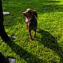 dog, brown_dog, grass, outdoor, sunny, shadow, fence, person, black_pants, black_crocs, bowl, mouth_open, joyful, pet, animal, nature, daylight, greenery, playful, canine
