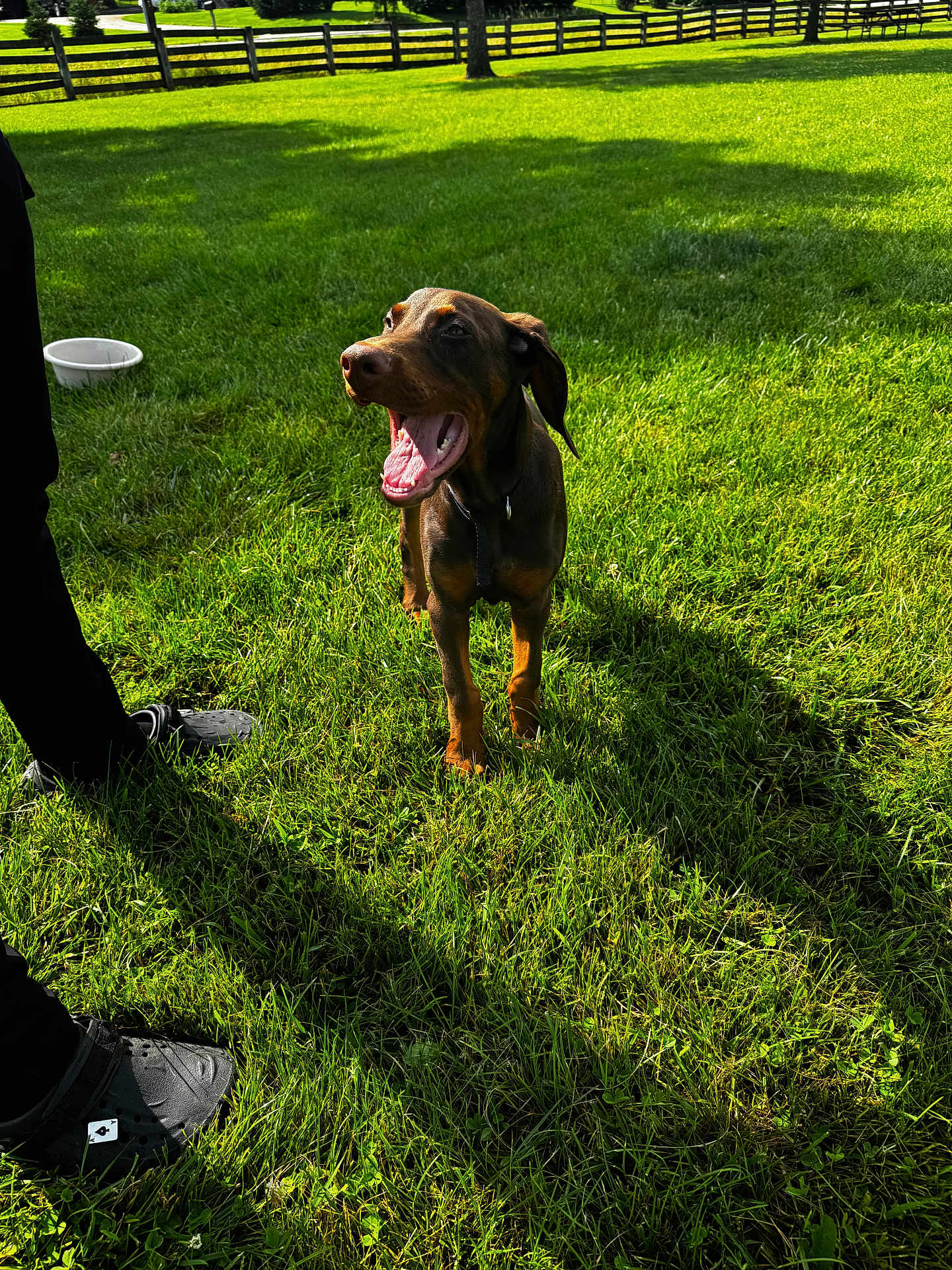 Draco Malfoy is registered to the contest to win money with this photo: dog, brown_dog, grass, outdoor, sunny, shadow, fence, person, black_pants, black_crocs, bowl, mouth_open, joyful, pet, animal, nature, daylight, greenery, playful, canine