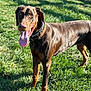 Draco Malfoy joined the competition — help win amazing prizes! dog, doberman, grass, outdoor, sunlight, pet, animal, canine, tongue_out, collar, brown_coat, alert, standing, summer, nature, playful, happy, muzzle, ears, shadow