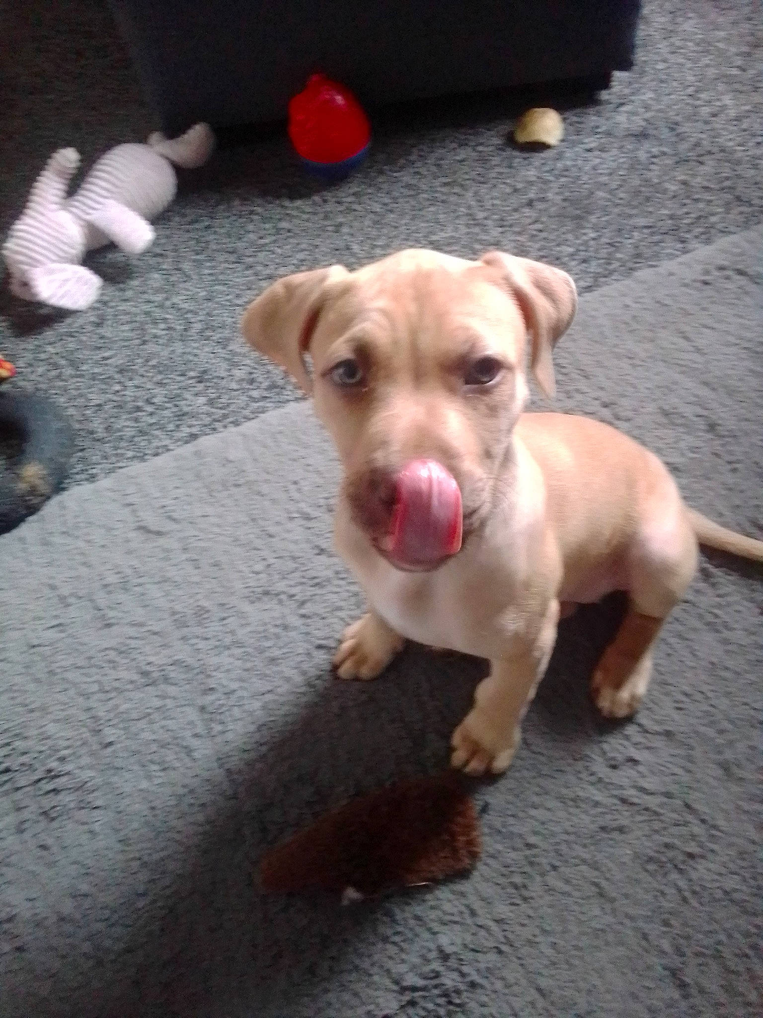 Princess Layla is registered to the contest to win money with this photo: asphalt, canidae, carnivore, collar, companion_dog, dog, dog_breed, dog_collar, dog_supply, fawn, flooring, paw, pet_supply, road_surface, snout, sporting_group, street_dog, toy_dog, whiskers, working_animal