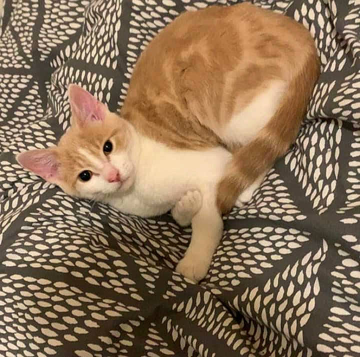 Simba is registered to the contest to win money with this photo: carnivore, cat, claw, comfort, domestic_short_haired_cat, fawn, felidae, flooring, fur, pattern, paw, pet_supply, small_to_medium_sized_cats, snout, tail, whiskers, wood