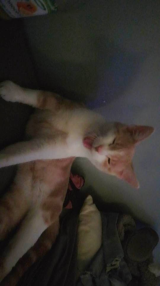 Simba is registered to the contest to win money with this photo: canidae, carnivore, cat, claw, domestic_short_haired_cat, fawn, felidae, fur, gesture, paw, photo_caption, sky, small_to_medium_sized_cats, snout, tail, whiskers