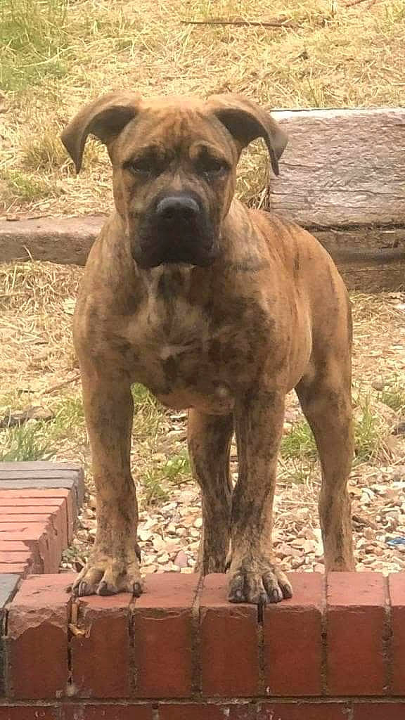 Kaos joined the competition — help win amazing prizes! ancient_dog_breeds, canidae, carnivore, companion_dog, dog, dog_breed, fawn, grass, guard_dog, liver, molosser, non_sporting_group, plant, sporting_group, terrestrial_animal, wood, working_animal, working_dog, wrinkle