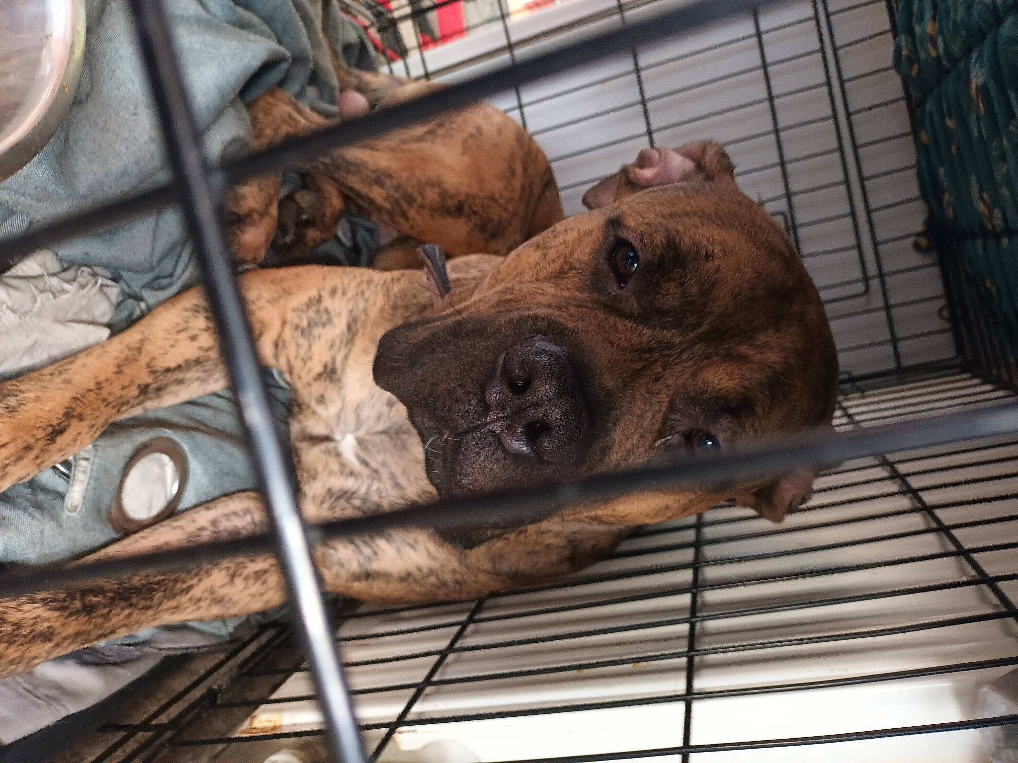 Kaos joined the competition — help win amazing prizes! animal_shelter, cage, canidae, carnivore, dog_breed, dog_crate, fawn, fur, liver, metal, pet_supply, service, snout, sporting_group, terrestrial_animal, whiskers, wildlife, wood, working_animal, wrinkle