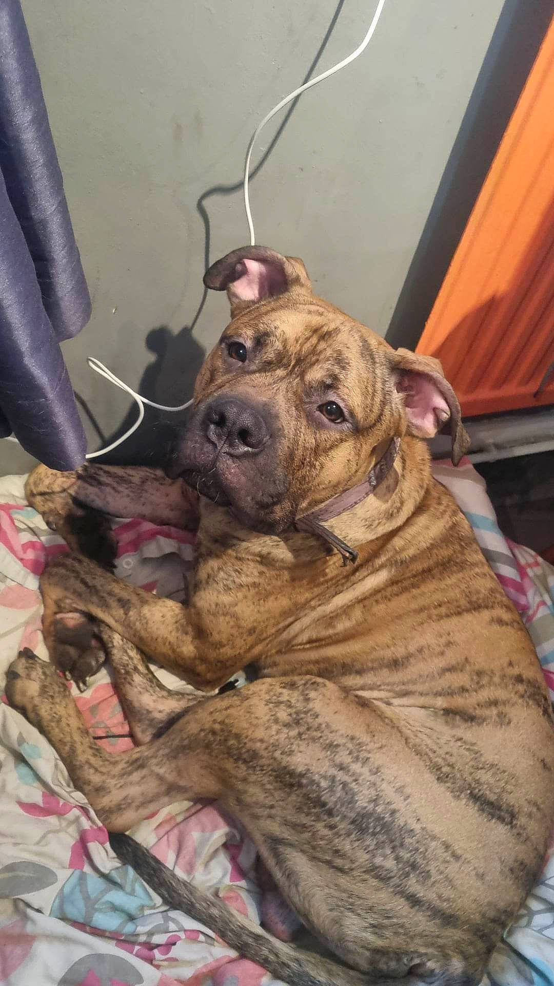 Kaos joined the competition — help win amazing prizes! canidae, carnivore, collar, companion_dog, dog, dog_breed, dog_collar, fawn, fur, guard_dog, liver, molosser, non_sporting_group, snout, sporting_group, terrestrial_animal, whiskers, working_animal, working_dog, wrinkle