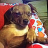 dog, puppy, blanket, heart_pattern, couch, sleepy, brown_dog, pet, cozy, resting, indoor, cute, small_dog, animal, fur, paw, relaxed, snuggling, domestic_animal, companion