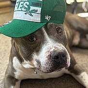 Stash is registered to the contest to win money with this photo: dog, cap, philadelphia_eagles, pet, indoor, carpet, close_up, face, brown, white, animal, laying_down, cute, collar, hat, portrait, domestic_animal, canine, relaxed, playing