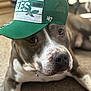 dog, cap, philadelphia_eagles, pet, indoor, carpet, close_up, face, brown, white, animal, laying_down, cute, collar, hat, portrait, domestic_animal, canine, relaxed, playing