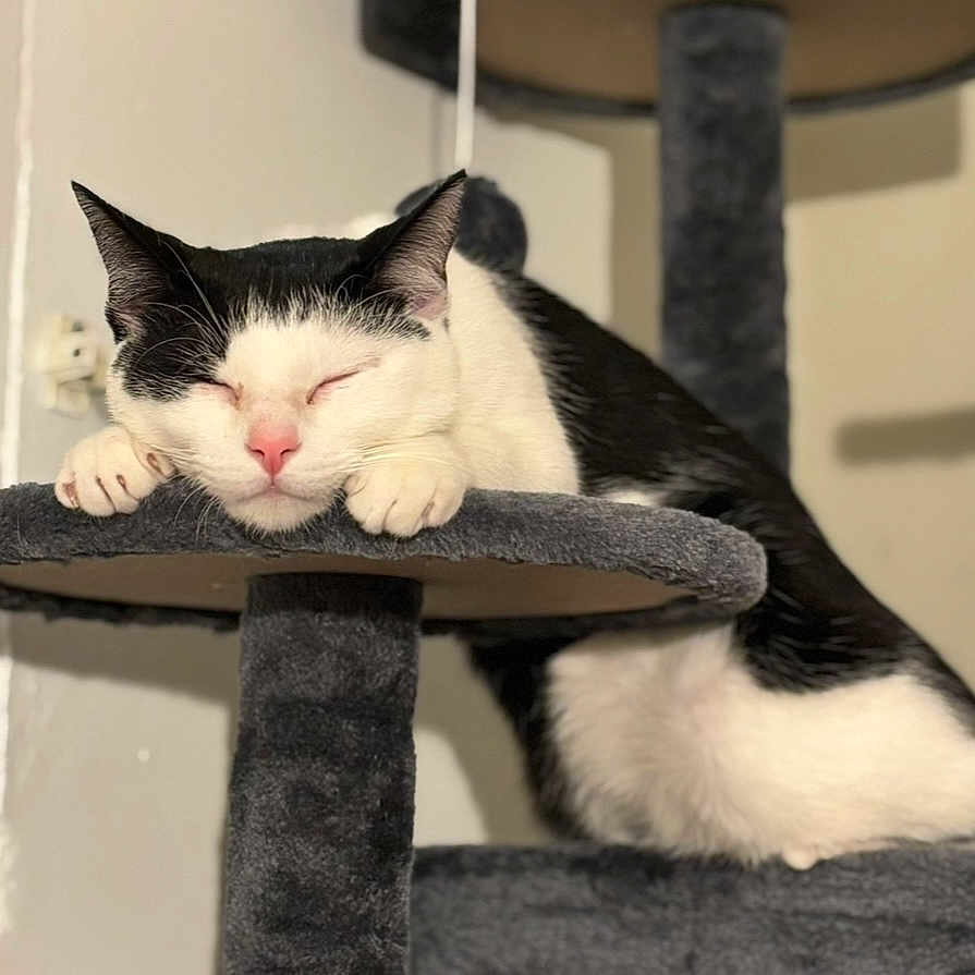 Jeeves