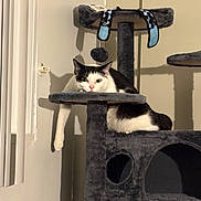 Jeeves is registered to the contest to win money with this photo: animal, black_and_white, cat, cat_tree, cozy, cute, dangling, domestic, feline, framed_picture, indoor, paw, pet, plush, relaxed, resting, shadow, toy, wall, window_blind