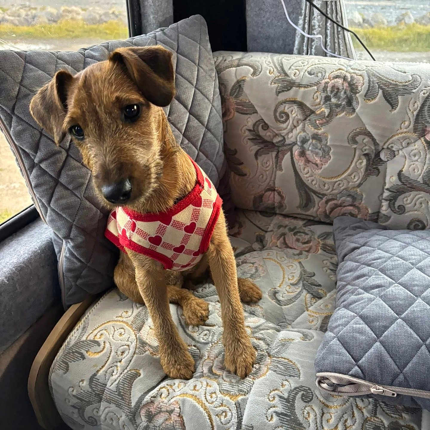 Coco joined the competition — help win amazing prizes! animal, brown, couch, cozy, curtain, cute, dog, fur, indoor, lake, looking, patterned, pet, pillow, puppy, resting, seated, sweater, water, window