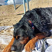 Twister participe au concours pour gagner de l'argent avec cette photo : animal, beach_towel, black_fur, brown_paws, canine, clouds, collar, construction_site, daytime, dog, fence, nature, outdoor, pet, relaxed, resting, sand, sky, sunny, wet
