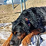 animal, beach_towel, black_fur, brown_paws, canine, clouds, collar, construction_site, daytime, dog, fence, nature, outdoor, pet, relaxed, resting, sand, sky, sunny, wet