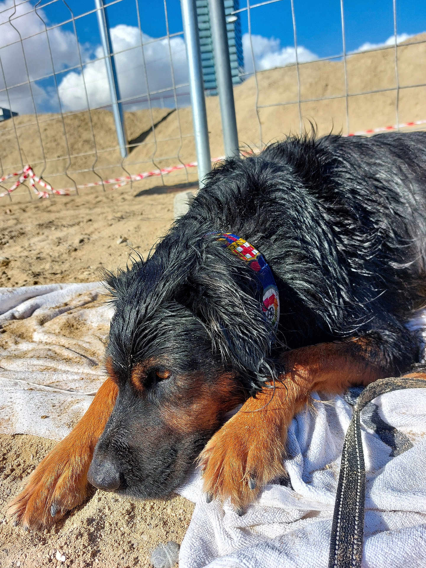 Twister participe au concours pour gagner de l'argent avec cette photo : animal, beach_towel, black_fur, brown_paws, canine, clouds, collar, construction_site, daytime, dog, fence, nature, outdoor, pet, relaxed, resting, sand, sky, sunny, wet