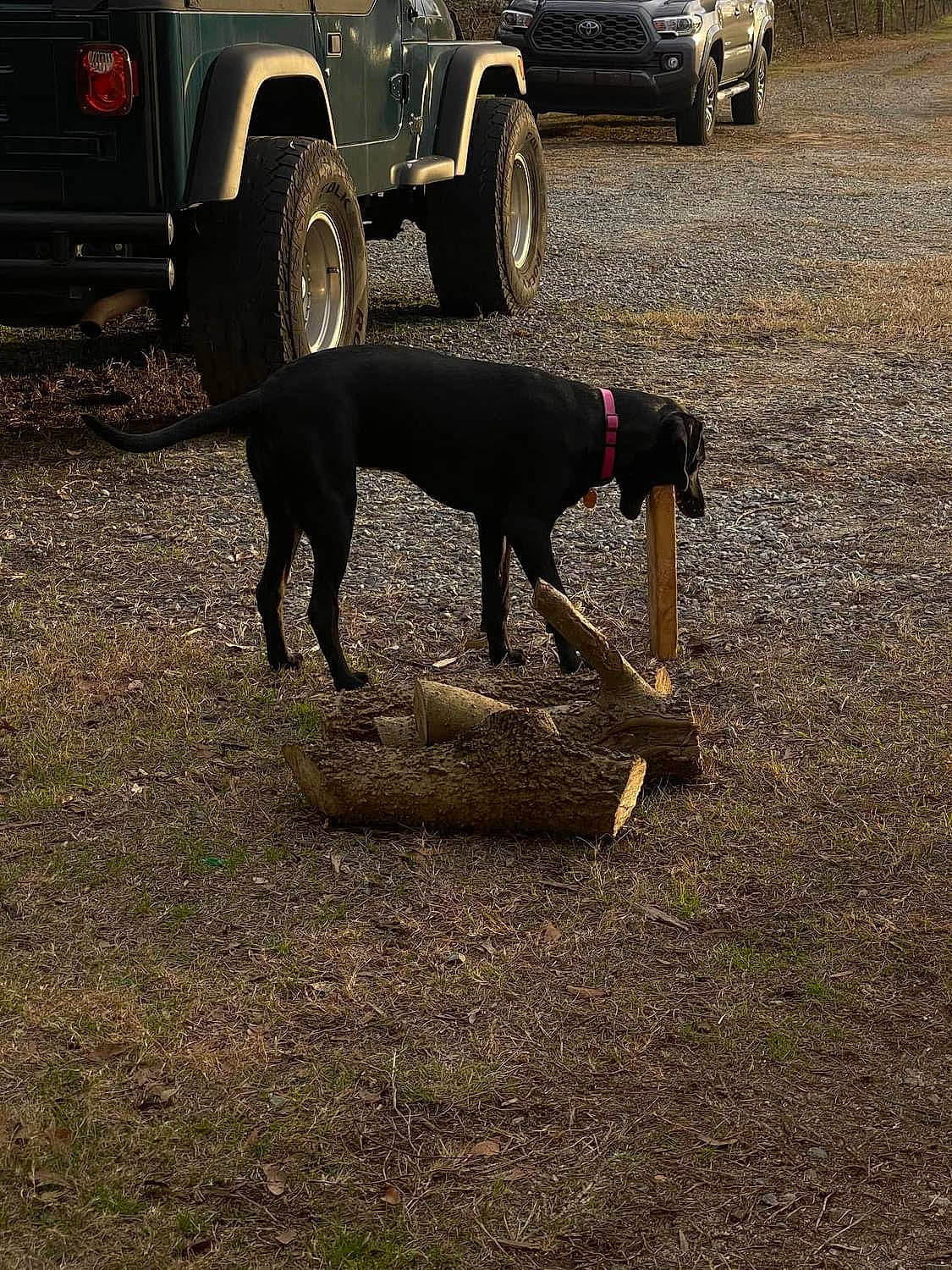 Gibby joined the competition — help win amazing prizes! automotive_exterior, automotive_parking_light, automotive_tire, bumper, carnivore, dobermann, dog, dog_breed, fender, gas, landscape, motor_vehicle, soil, synthetic_rubber, tire, tire_care, tread, vehicle, wheel, working_animal