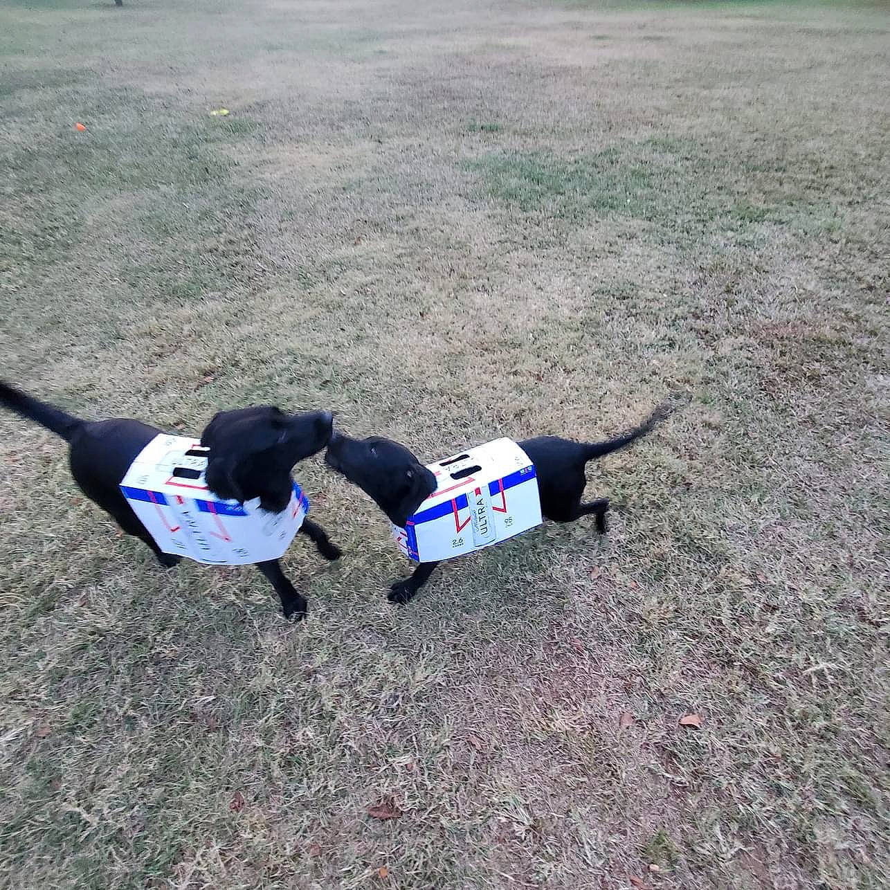 Gibby joined the competition — help win amazing prizes! asphalt, canidae, carnivore, collar, companion_dog, dog, dog_breed, dog_clothes, dog_supply, electric_blue, fashion_accessory, grass, leash, recreation, road_surface, sidewalk, snout, soil, sporting_group, tail