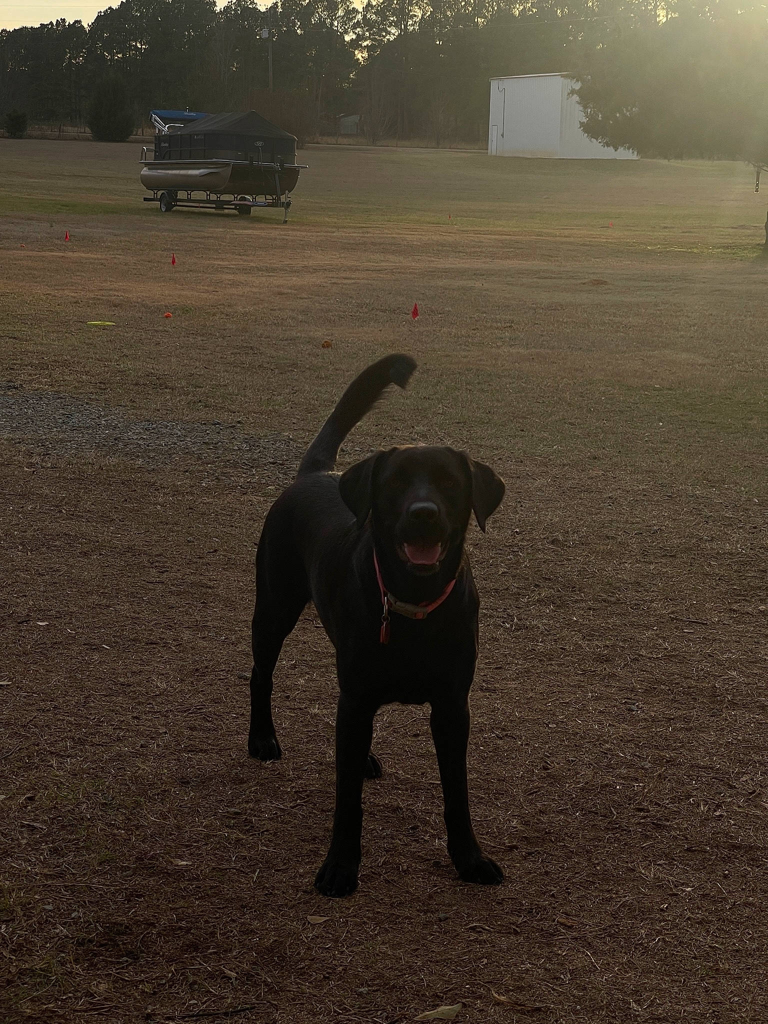 Taylor joined the competition — help win amazing prizes! carnivore, dog, dog_breed, fawn, grass, grassland, landscape, pasture, plant, sky, soil, sporting_group, tail, terrestrial_animal, tints_and_shades, tire, tree, truck, wheel, working_animal