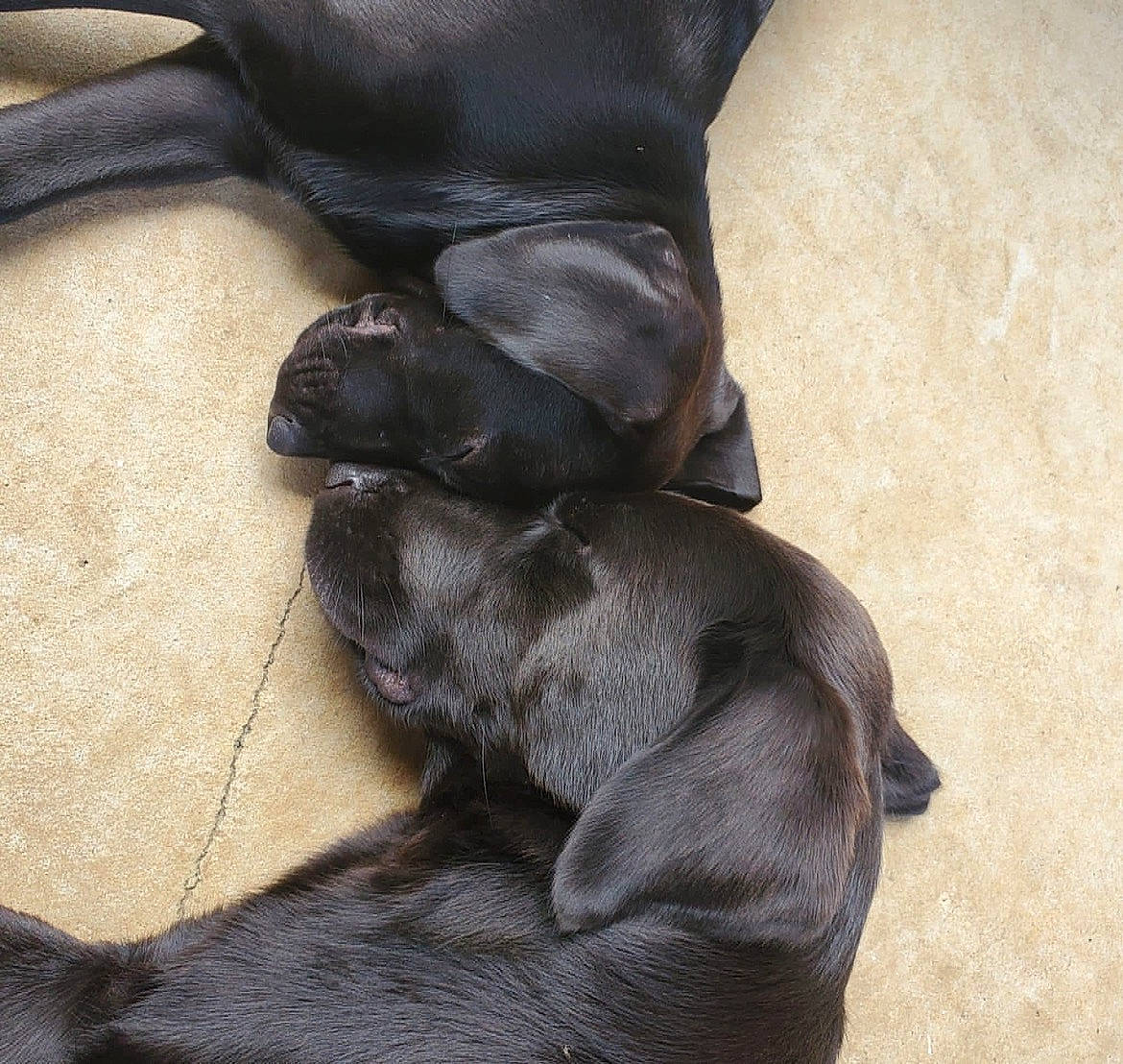 Taylor joined the competition — help win amazing prizes! canidae, carnivore, comfort, companion_dog, dog, dog_breed, fawn, fur, liver, natural_material, non_sporting_group, pet_supply, sporting_group, tail, terrestrial_animal, working_animal