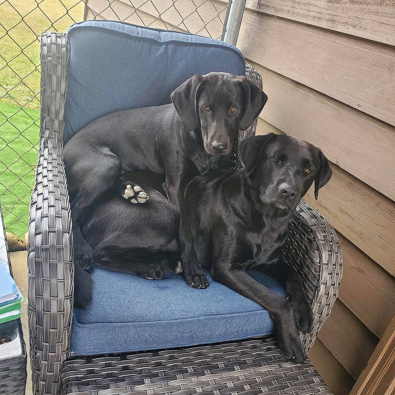 Taylor is registered to the contest to win money with this photo: borador, canidae, carnivore, comfort, companion_dog, dog, dog_breed, dog_collar, dog_supply, fur, grey, guard_dog, gun_dog, hunting_dog, mesh, pet_supply, sporting_group, wire_fencing, working_animal